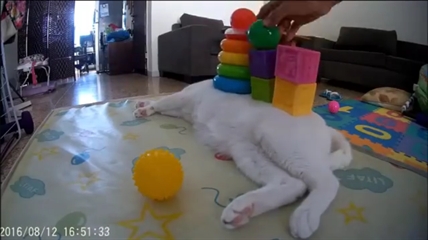 TRENDING NOW: Sleeping cat doesn't care | iNFOnews.ca