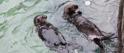 Naming of otter pups brightens Vancouver Aquarium as vets fight to save beluga | iNFOnews.ca Naming of otter pups brightens Vancouver Aquarium as vets fight to save beluga | iNFOnews.ca