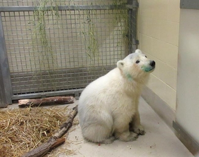 Bear necessities: Orphaned polar bear cub gets new home at Winnipeg zoo | iNFOnews.ca