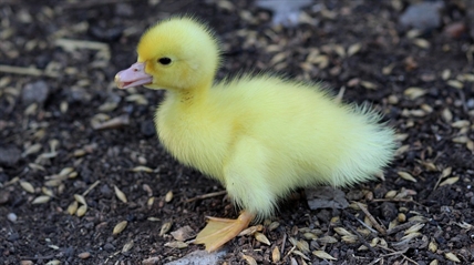 SPCA says flock of abandoned ducklings need new homes in Metro Vancouver | iNFOnews.ca