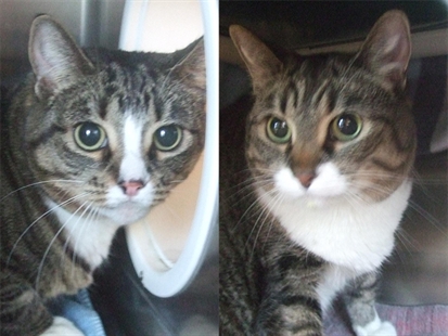 Looking for a forever home; Kelowna SPCA pet of the week | iNFOnews.ca Looking for a forever home; Kelowna SPCA pet of the week | iNFOnews.ca