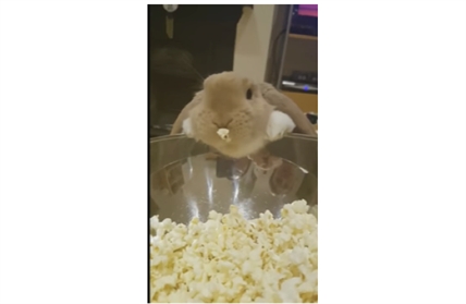 TRENDING NOW: Bunny discovers popcorn | iNFOnews.ca