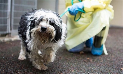 SPCA seizes 29 dogs in poor condition from breeder in Squamish, B.C. | iNFOnews.ca