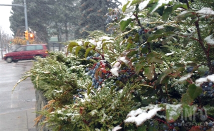 Snow across the Okanagan heralds drop in temperature for the weekend | iNFOnews.ca Snow across the Okanagan heralds drop in temperature for the weekend | iNFOnews.ca