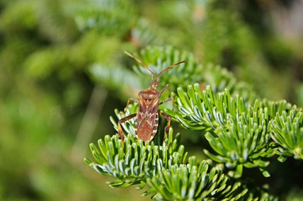 New insect poses a risk to fruit trees, vineyards, vegetables in South Okanagan | iNFOnews.ca