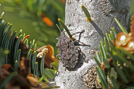 New insect poses a risk to fruit trees, vineyards, vegetables in South Okanagan | iNFOnews.ca