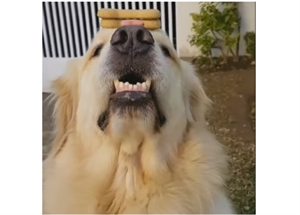 TRENDING NOW: Obedient dog has amazing self control | iNFOnews.ca TRENDING NOW: Obedient dog has amazing self control | iNFOnews.ca
