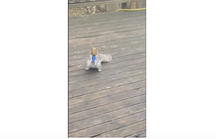 TRENDING NOW: The squirrel who stole Christmas | iNFOnews.ca TRENDING NOW: The squirrel who stole Christmas | iNFOnews.ca