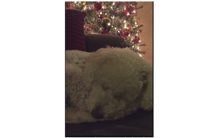 TRENDING NOW: Singing the dog to sleep | iNFOnews.ca