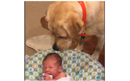 TRENDING NOW: Babysitting dog | iNFOnews.ca TRENDING NOW: Babysitting dog | iNFOnews.ca