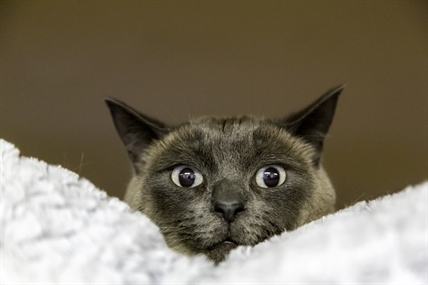 Looking for a forever home; Kelowna SPCA pet of the week | iNFOnews.ca