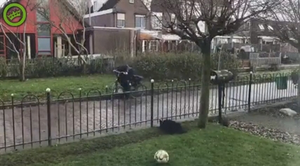 TRENDING NOW: Dog tricks people into playing fetch | iNFOnews.ca