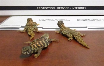 B.C. man nets fine for trying to smuggle baby lizards across border | iNFOnews.ca B.C. man nets fine for trying to smuggle baby lizards across border | iNFOnews.ca