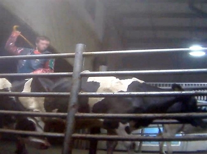 Court hears guilty pleas in cattle-abuse case in B.C.'s Fraser Valley | iNFOnews.ca