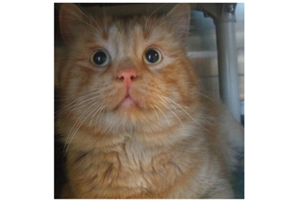 Looking for a forever home; Kelowna SPCA pet of the week | iNFOnews.ca Looking for a forever home; Kelowna SPCA pet of the week | iNFOnews.ca