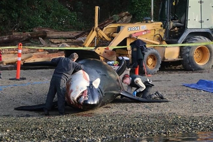 Necropsy on endangered killer whale shows animal suffered blunt-force trauma | iNFOnews.ca