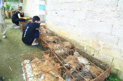 More than 100 dogs rescued from Chinese meat festival to find new lives in Canada | iNFOnews.ca More than 100 dogs rescued from Chinese meat festival to find new lives in Canada | iNFOnews.ca