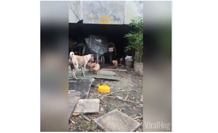 TRENDING NOW: Mom finds food for her puppies | iNFOnews.ca TRENDING NOW: Mom finds food for her puppies | iNFOnews.ca