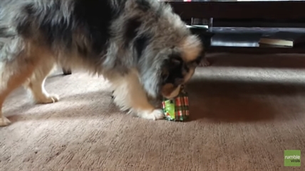 TRENDING NOW: Dog loves her present | iNFOnews.ca