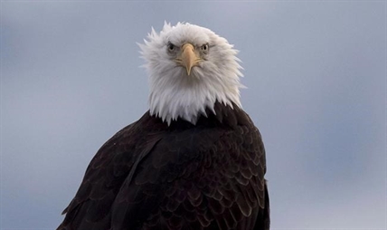 Wildlife centre says dozens of eagles electrocuted by power-pole perch | iNFOnews.ca