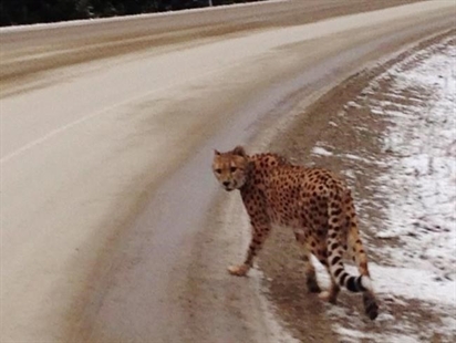 Couple charged in runaway cheetah case near Creston, B.C. | iNFOnews.ca