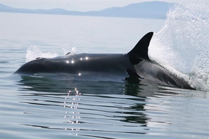 Oldest known member of southern B.C. killer whale pod believed dead | iNFOnews.ca Oldest known member of southern B.C. killer whale pod believed dead | iNFOnews.ca