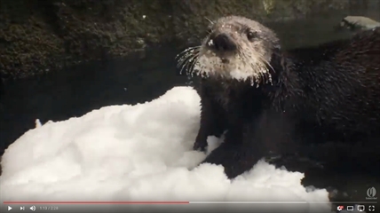 TRENDING NOW: An elephant, a polar bear and more play in the snow at a zoo | iNFOnews.ca TRENDING NOW: An elephant, a polar bear and more play in the snow at a zoo | iNFOnews.ca