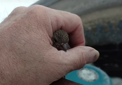 TRENDING NOW: Frozen finch's life saved by man's breath | iNFOnews.ca TRENDING NOW: Frozen finch's life saved by man's breath | iNFOnews.ca