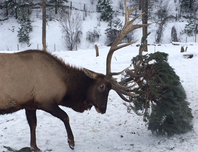 VIDEO: Kamloops wildlife park looking for donations so elk can play; cougars can eat | iNFOnews.ca