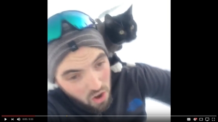 TRENDING NOW: Cat goes sledding | iNFOnews.ca
