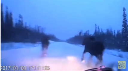 TRENDING NOW: Car avoids four moose on snowy highway | iNFOnews.ca