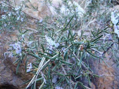 MORAN: Unique flavours grown in the Mediterranean desert | iNFOnews.ca