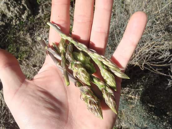 MORAN: Unique flavours grown in the Mediterranean desert | iNFOnews.ca