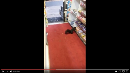 TRENDING NOW: Squirrel steals a chocolate bar | iNFOnews.ca TRENDING NOW: Squirrel steals a chocolate bar | iNFOnews.ca