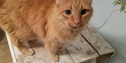 TRENDING NOW: Cat answers his owner | iNFOnews.ca