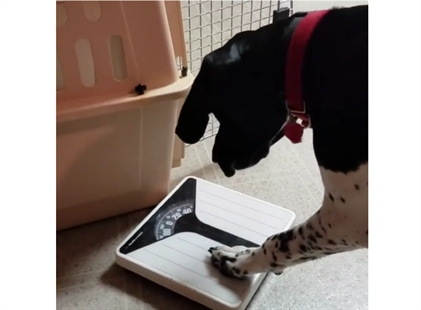 TRENDING NOW: Dog doesn't agree with scale | iNFOnews.ca