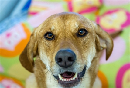 Looking for a forever home; Kelowna SPCA pet of the week | iNFOnews.ca Looking for a forever home; Kelowna SPCA pet of the week | iNFOnews.ca
