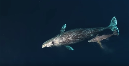 TRENDING NOW: Breathtaking drone footage of grey whales | iNFOnews.ca TRENDING NOW: Breathtaking drone footage of grey whales | iNFOnews.ca