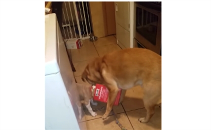 TRENDING NOW: Dog rescues puppy | iNFOnews.ca
