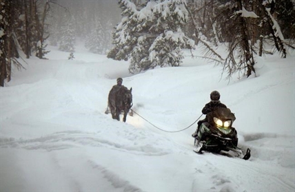 Horse left behind in Wyoming wilderness survives for six weeks | iNFOnews.ca