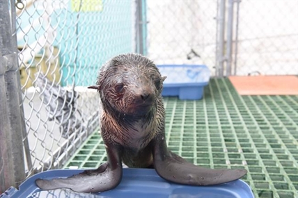 Northern fur seal pup rescued; recovering at Vancouver Aquarium | iNFOnews.ca Northern fur seal pup rescued; recovering at Vancouver Aquarium | iNFOnews.ca