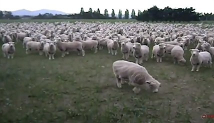 Sheep rally | iNFOnews.ca