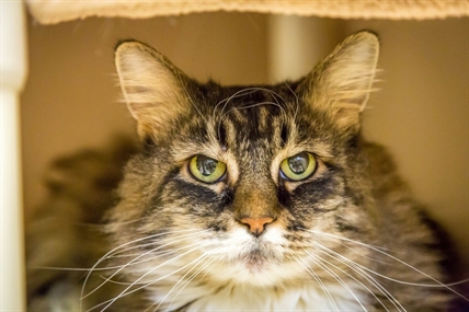 Looking for a forever home; Kelowna SPCA pet of the week | iNFOnews.ca