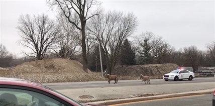 TRENDING NOW: Cops chase miniature horses | iNFOnews.ca