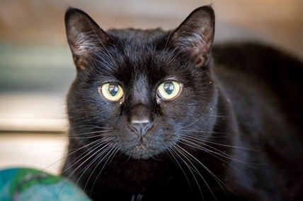 Looking for a forever home; Kelowna SPCA pet of the week | iNFOnews.ca Looking for a forever home; Kelowna SPCA pet of the week | iNFOnews.ca