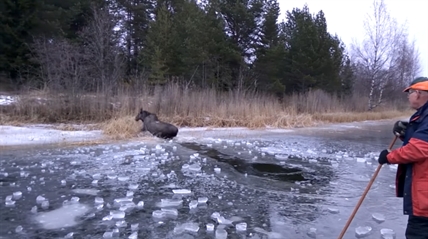 TRENDING NOW: Moose rescued from frozen lake | iNFOnews.ca