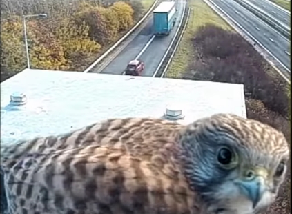 TRENDING NOW: Bird photobombs traffic camera | iNFOnews.ca