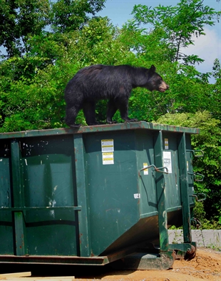 Barely-educated humans impact bear behaviour | iNFOnews.ca