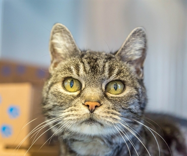 Looking for a forever home; Kelowna SPCA pet of the week | iNFOnews.ca