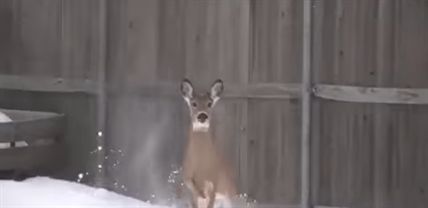 TRENDING NOW: Deer clears fence to escape | iNFOnews.ca